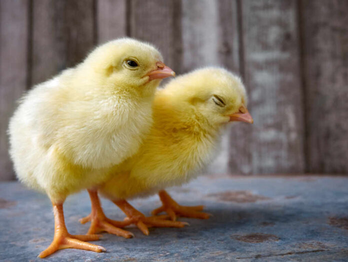 Little,Yellow,Cute,Baby,Chicks.
