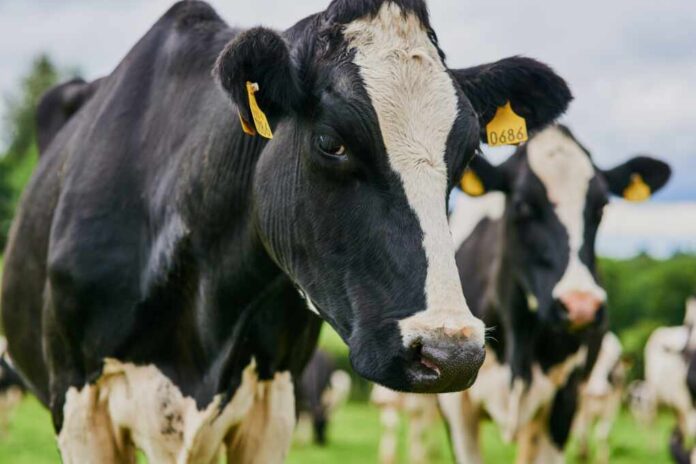 Cow,,Cattle,And,Animal,With,Tag,On,Dairy,Farm,For