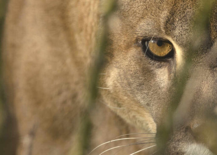Mountain,Lion,(cougar),Portrait,,With,Focus,On,The,Eye.,Captive