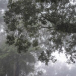 Misty forest with tree branches and green foliage in a foggy atmosphere