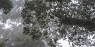 Misty forest with tree branches and green foliage in a foggy atmosphere