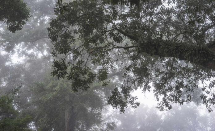 Misty forest with tree branches and green foliage in a foggy atmosphere