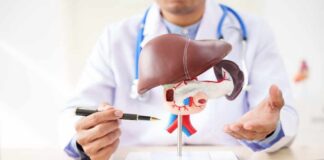 Doctor explaining an anatomical model of the liver and pancreas