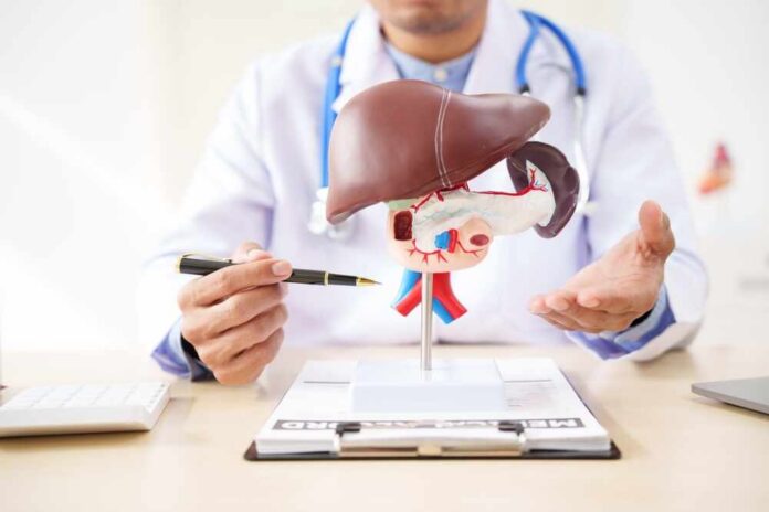 Doctor explaining an anatomical model of the liver and pancreas