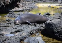 Monk seal resting on black volcanic rocks by a tidal pool
