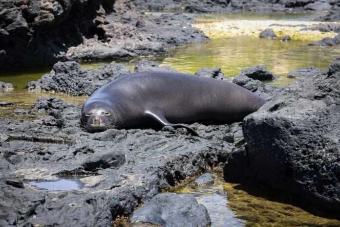 Amazing,Colorful,Picture,Of,An,Exotic,Monk,Seal,In,Hawaii Monk seal resting on black volcanic rocks by a tidal pool