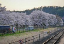 Cherry blossoms along a rural railway line at sunset