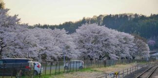 Outrage as ‘Mutant’ Hype Misleads Public Cherry blossoms along a rural railway line at sunset