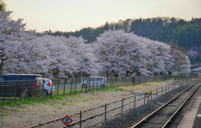 Cherry blossoms along a rural railway line at sunset