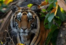 Rescue Shines Light On Animal Welfare