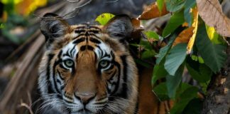 Rescue Shines Light On Animal Welfare
