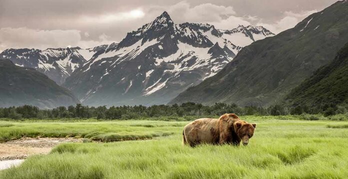 shutterstock_1098244256 Brown bear grazing in a green meadow beneath snowy mountain peaks