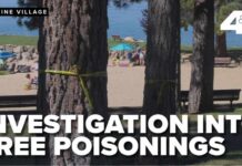 Serial Tree Poisoner Targets Lake Tahoe Suspicious substance found at bases of 16 trees at Burnt Cedar Beach in Incline Village