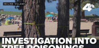 Suspicious substance found at bases of 16 trees at Burnt Cedar Beach in Incline Village