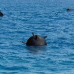 Naval sea mine floating in blue ocean water