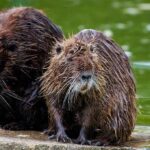 Two wet nutria sitting on a concrete edge by green water