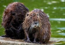 Two wet nutria sitting on a concrete edge by green water