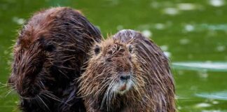 Wild Rabies Scare Closes Popular Park Two wet nutria sitting on a concrete edge by green water