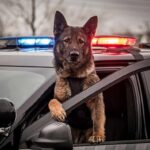 Police dog leaning out of patrol car window