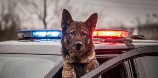 Police dog leaning out of patrol car window