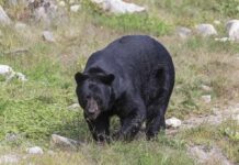 black bear walking through grassy clearing