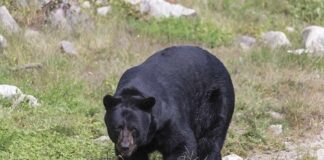 black bear walking through grassy clearing