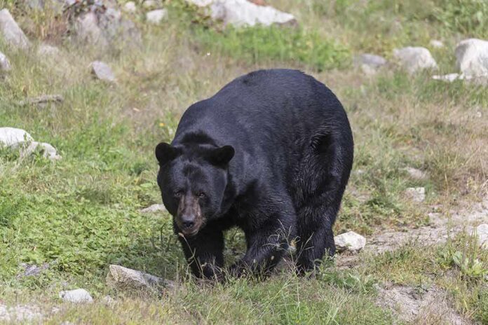black bear walking through grassy clearing